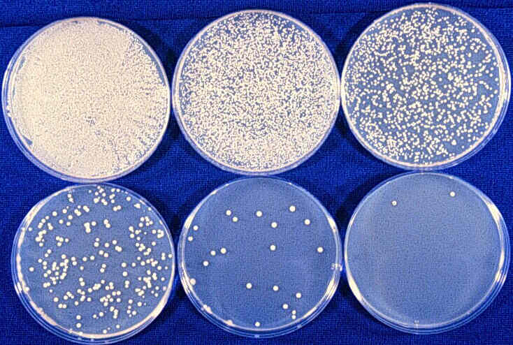 Agar Agar