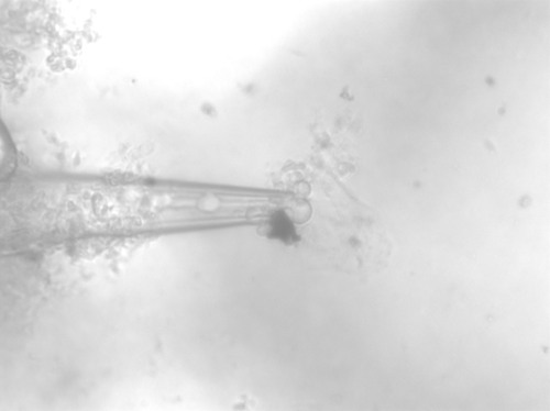 Figure 7: 37.1° C, images past this point we unable to be collected due to issues with the constantly changing contrast and general clutter in the solution; ergo still nothing definitive.