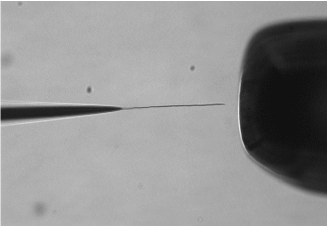 Figure 4. Wire growth from Counter electrode before connection