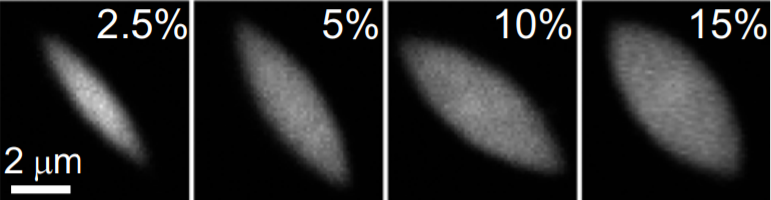 Figure 2: This figure shows the difference between the aspect ratios with different concentrations of the crosslinker filamin. Image taken from “Liquid Behavior of Cross-Linked Actin Bundles” Weirich et al [1]