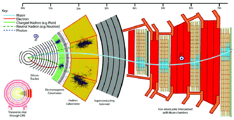 This is a diagram of CMS. To the far left, you can see the inner tracker. Each type of charged particle has a different path through the tracker, which allows them to be detected and identified.