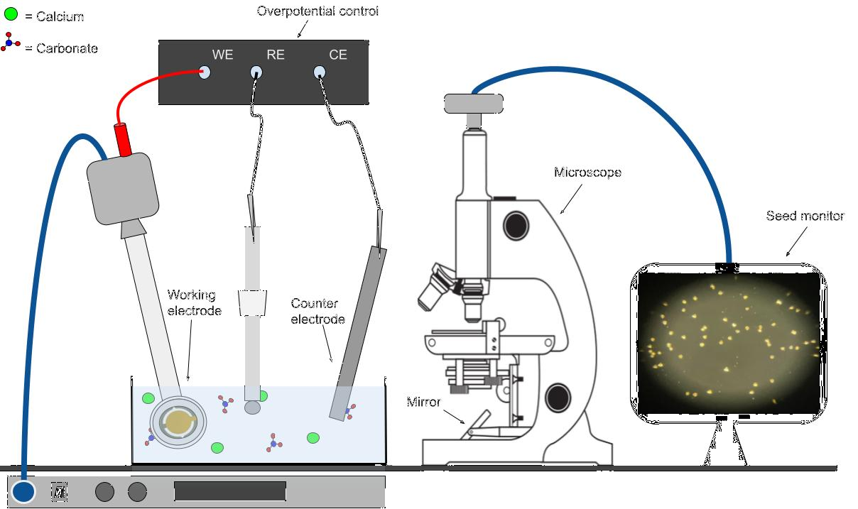 A schematic of calcite seeding. The QCM actively provided a 'frequency offset.' This offset corresponded to an initial mass. When the offset reached -5 hertz, the QCM was pulled from the solution. This process allowed for an accurate characterization of the initial calcite seed count and initial calcite mass.