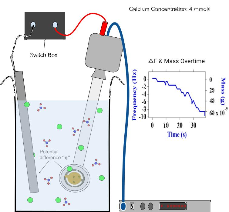 Our QCM assumed the role of an electrode in a galvanic couple. The solution within which it sat contained a given concentration of calcium, and the increase of local pH allowed for a rapidly increasing mass overtime curve to form.