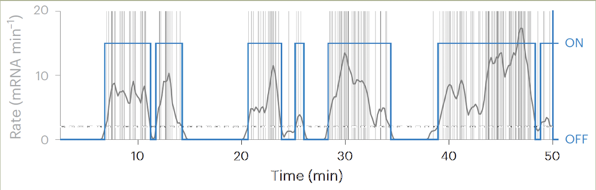 Transcription Rate (mRNA/min) vs. Time (min). This figure depicts the bursting behavior observed in transcription within Drosophila embryos where the transcription rate increases for a length of time before suddenly dropping below a select threshold. Source: https://doi.org/10.1038/s41594-025-01615-4.