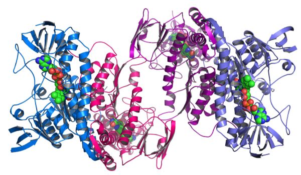 Protein structure example